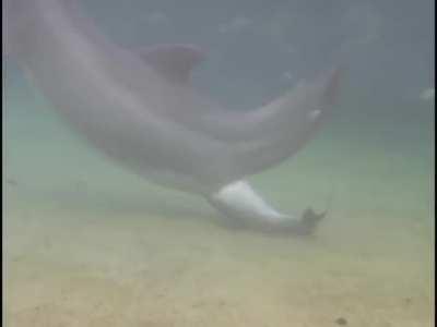 The birth of a newborn dolphin