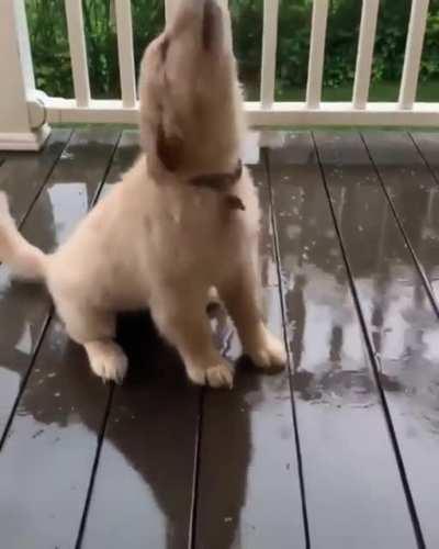 This Cute Little Dog Playing in the Rain