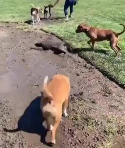 Golden Retriever take a relaxing mud bath.