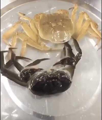 A crab shedding its shell