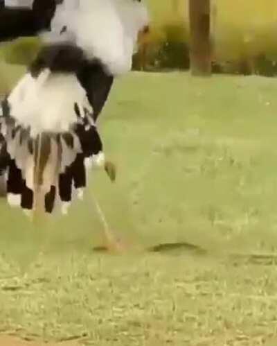 Secretary Bird beating the ever living shit out of a rubber snake