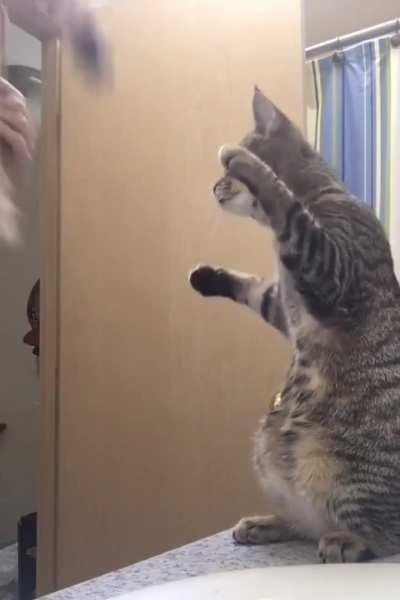 Every time I brush my hair, my cat likes to brush her hair too