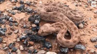 Dehydrated Horned Viper that fell into a pit is rescued and given water.