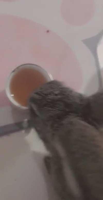 Little Phoenix drinking herbal tea