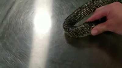 Man uses a bit of hand sanitizer to stop a snake from devouring itself