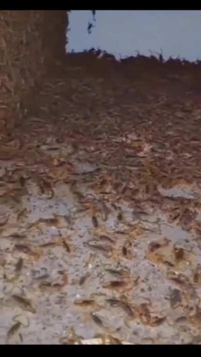 Man finds thousands of scorpion in abandoned House 