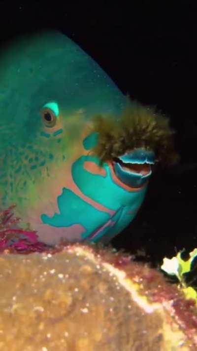 🔥 Parrotfish with a Mustache 🔥