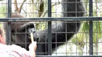 Silverback Gorilla responds to instructions for his routine medical check check up