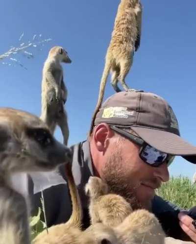 A mob of Meerkats chilling