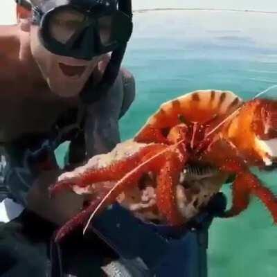 🔥 Massive Hermit Crab