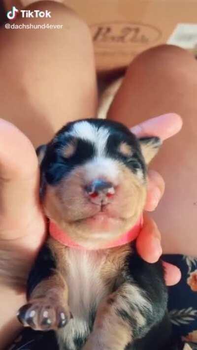 A lovely dachshund dog puppy