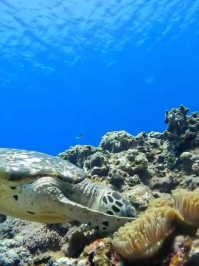 🔥 Nemo versus Crush