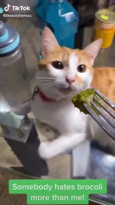 Kitty doesn't like brocoli