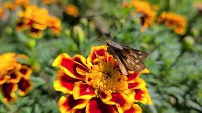 This lil fella let me get up close while he was snacking on some marigolds. Roanoke, VA