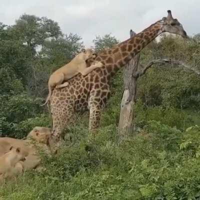 how much longer can this giraffe hold out?