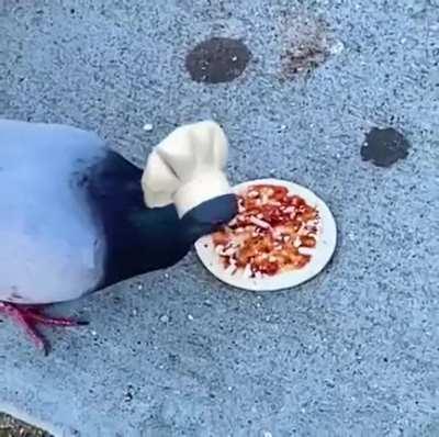 Italian birds are the best