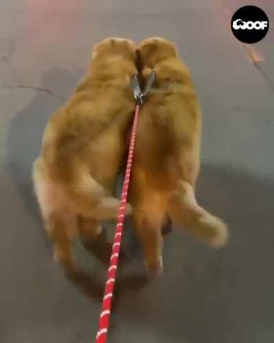 Synchronized dogs walking