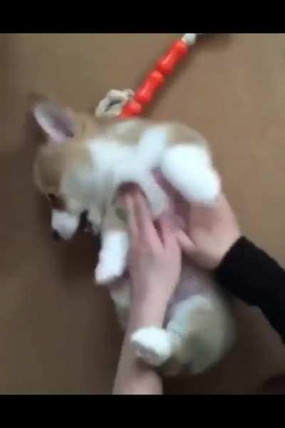 Puppy go dead after receiving no affection