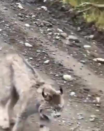 I can’t get enough of those giant paws but that sound is the thing of nightmares!