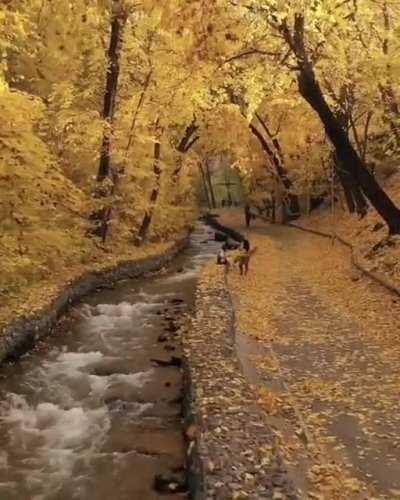 Golden fall