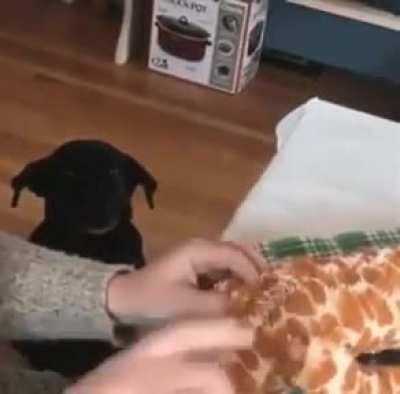 A worried pupper keeping a watchful eye over his favorite toy as it gets mended