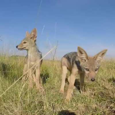 Baby Jackals are called pups. The youngest ones are very vulnerable because many are swooped up by eagles. They start hunting at around 6 months old, then become sexually mature. Some will leave their parents at 11 months old, choose a mate for life, and 