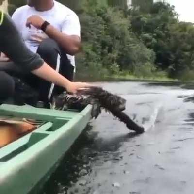 Sloth enjoying a boat ride