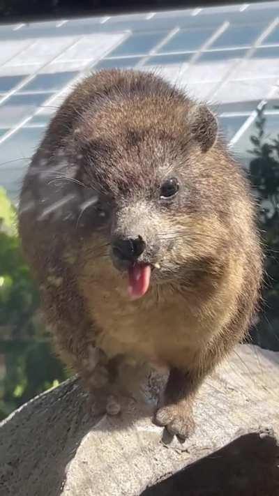 🔥The rock Hyrax (Procavia capensis)