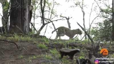 Honey Badger rescues her baby from Leopard