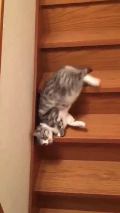 Lazy cat rather sliding down the stairs