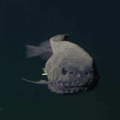 🔥 Deepsea threadfin snailfish (Careproctus longifilis) in first time video footage