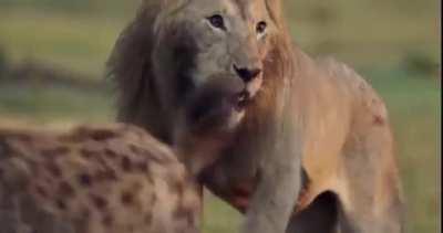 Lion cuddling with his friend after being rescued