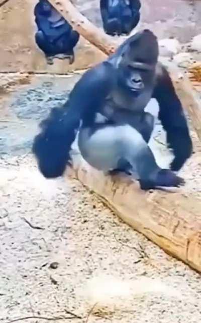 My Gorilla people need me