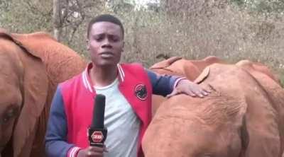 TV Reporter disrupted by baby Elephant while reporting on dangers faced by wildlife in Kenya