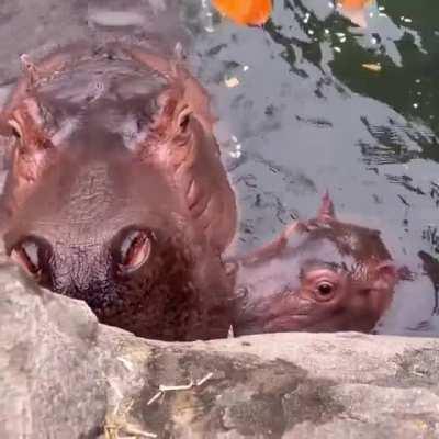 Hippos at the Cincinnati Zoo getting some pumpkin snacks.