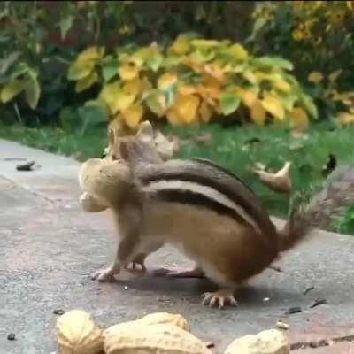 The reason for the chipmunk's stuffing success is the special pouch that runs along the inside of each cheek and into the neck.These special pouches have skin that separates them from the rest of his mouth, allowing him to have his cheeks stuffed and stil