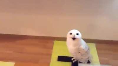 How the owl laughs. This video is uplifting.