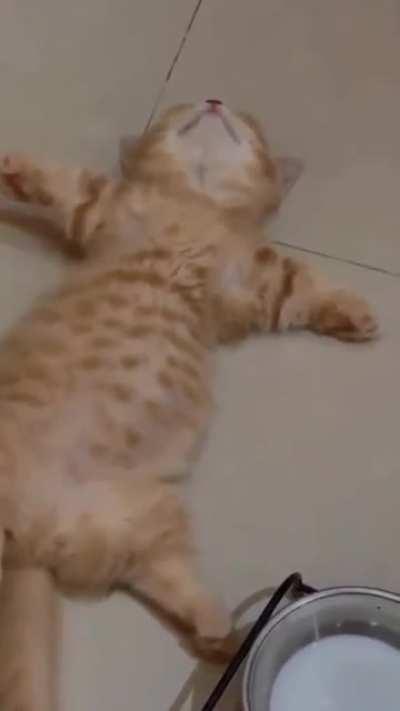 Kitten relaxing on a full stomach