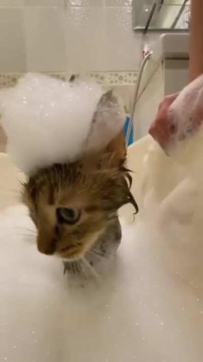 Have you ever seen a cat bathing so sweetly? and with the foam on his head