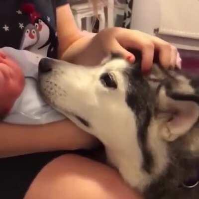 This pupper being incredibly gentle with the new human