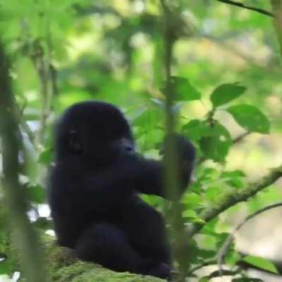 Baby gorilla practices chest beat