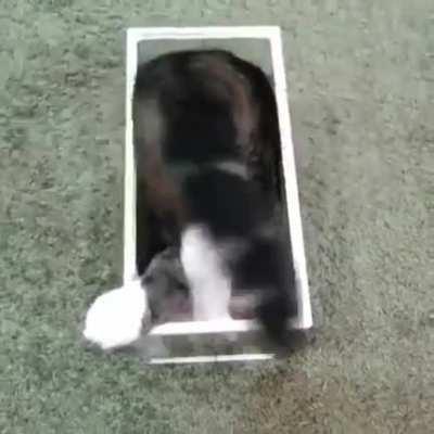 Cats take on the shape of their container.