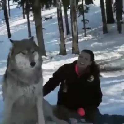 Its a wholesome video but the size of that wolf is scary to me.