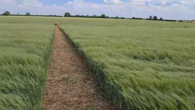 My walk along a beautifully straight path, with the waves billowing in the wind.