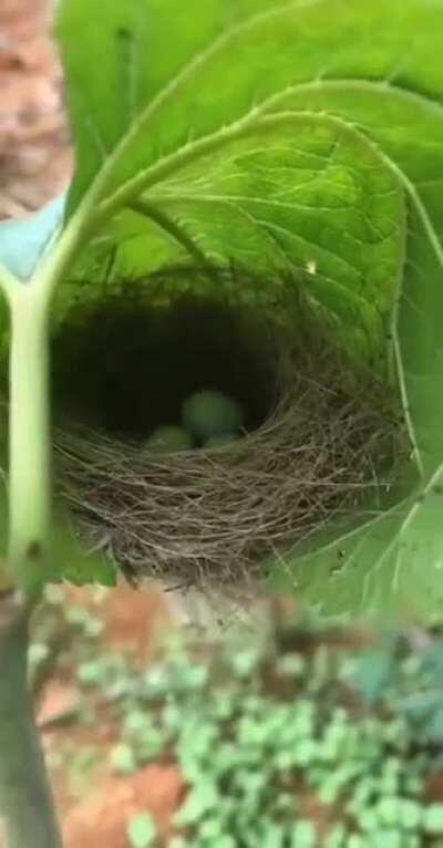 Bird's nest in a leaf 🐦