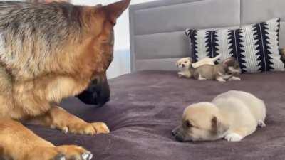 German Shepherd Meets Puppies for the First Time!