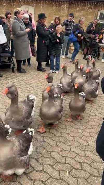 Finally saw the geese parade in-person today