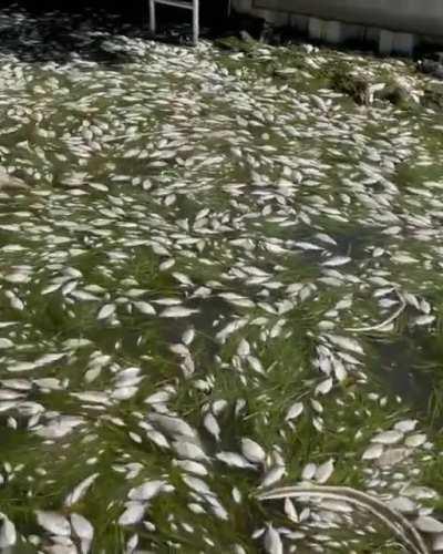 This harbor in Tampa Florida filled with fish killed by Red Tide.