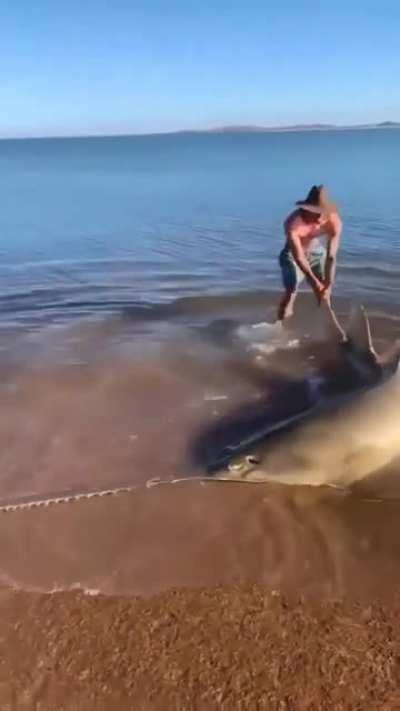 A beautiful but dangerous sawfish