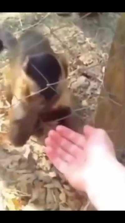 MONKEY TEACH HOOMAN DESTROY